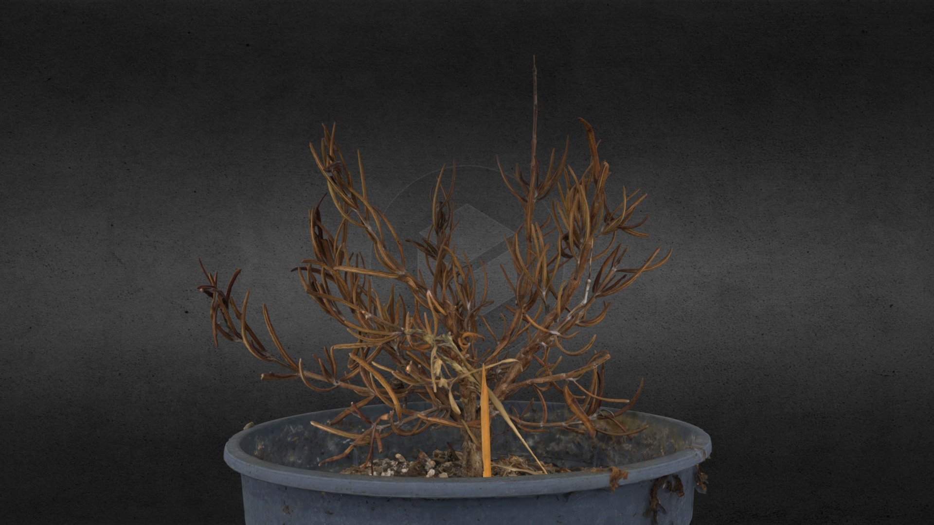 3D dead rosemary plant - photogrammetry - Buy Royalty Free 3D model by ...