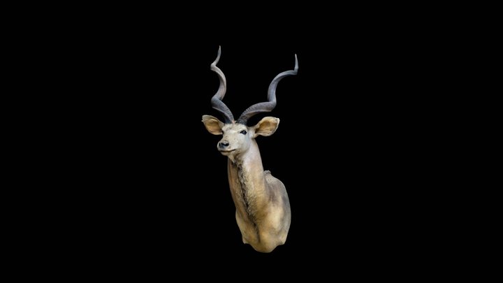 Kudu Wall Decor - with STL File 3D Model