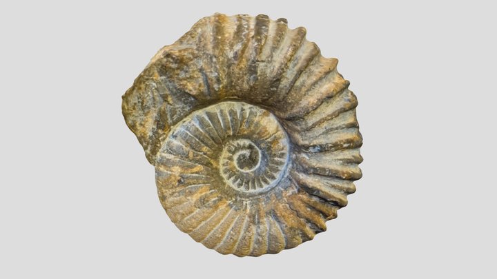 Fossil 3D Model