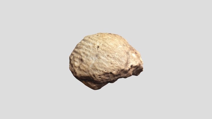 Unidentified - possible tooth - Flagstaff AZ 3D Model