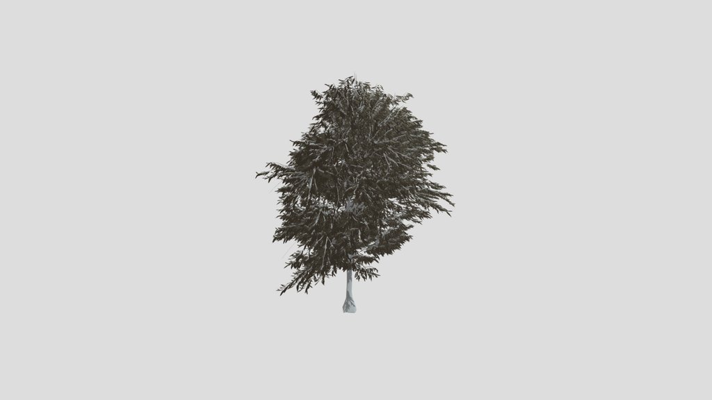 Tree Acer Griseum