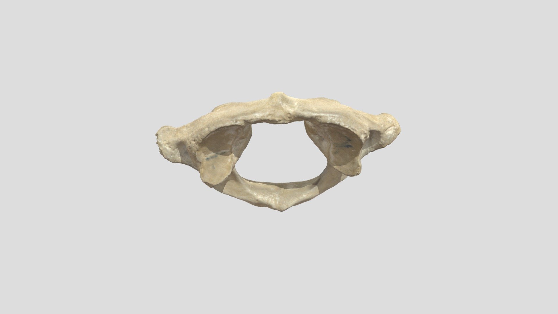 C1 - 3D model by Universiteit Antwerpen (@marjanmaldoy) [40e2de4 ...