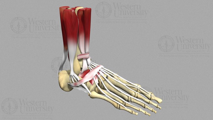 Foot Bone and Muscles 3D Model