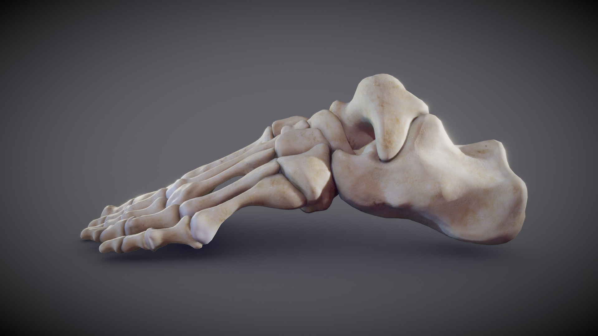 Stapes - ear bone - 3D model by robotron (@robotron) [69dfcce]