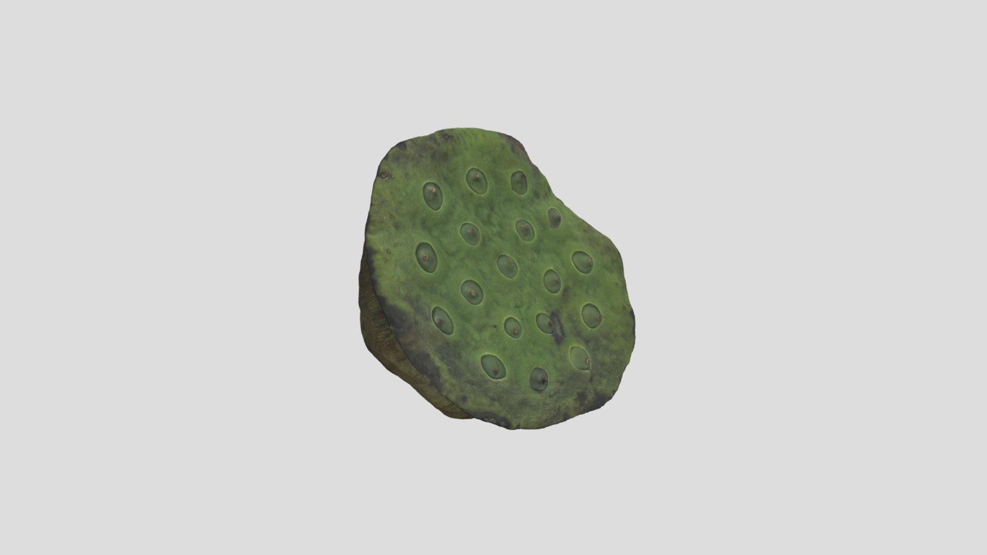 Lotus Pod_ Low Poly - Download Free 3D model by EnviroScan1 [40ec524 ...