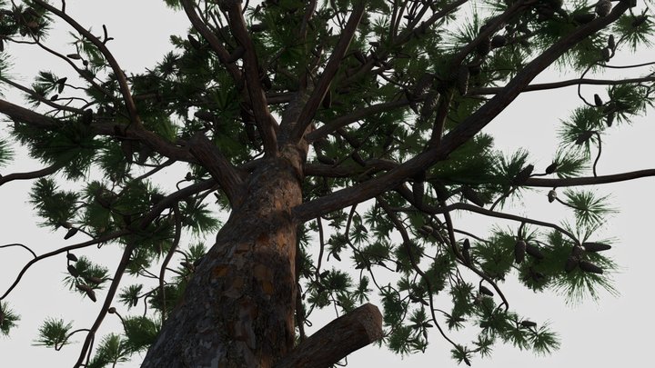 LongLeafPine 3D Model