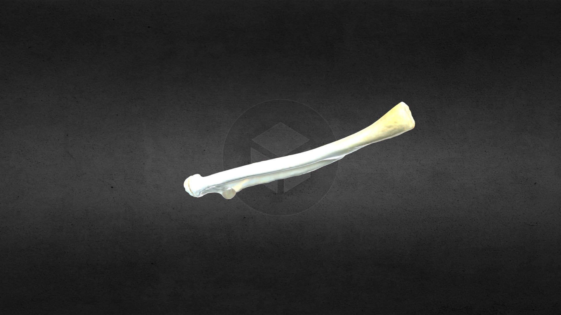MSCC026 Castor canadensis Left Ulna