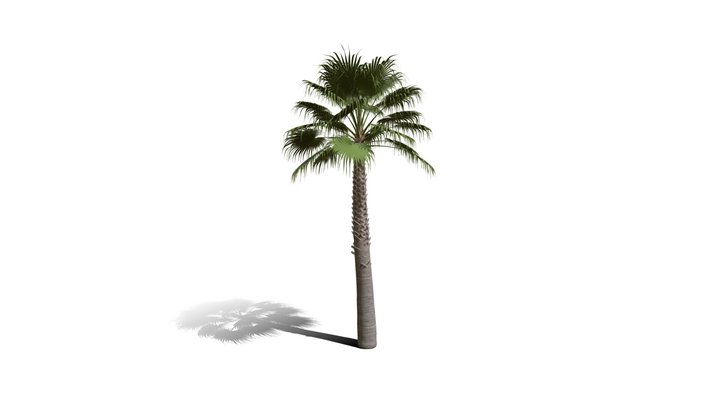 Realistic HD California fan palm (23/25) 3D Model