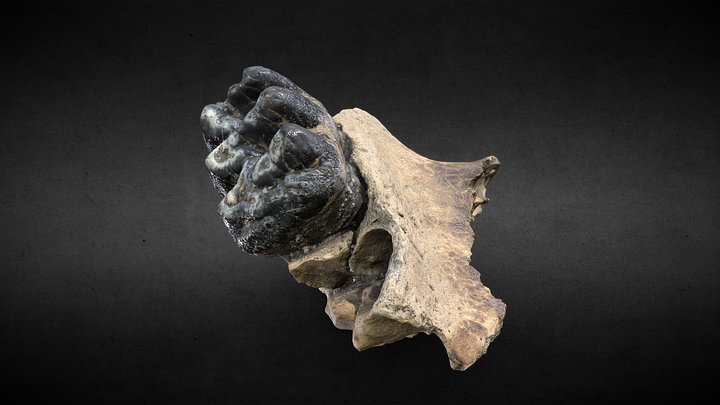GKS - tercer molar de mastodonte 3D Model