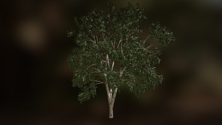 Birch 3D Model