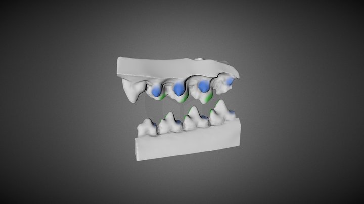 Carnassial articulation of the thylacine 3D Model
