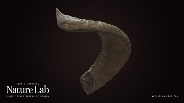 Ram's Horn