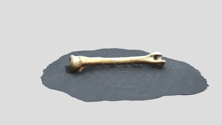 Deer Humerus 3D Model
