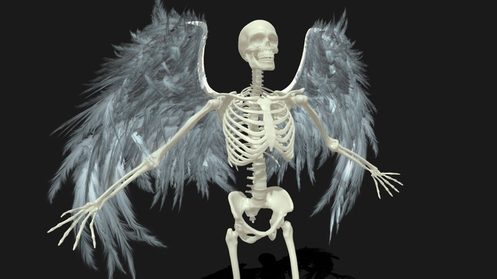 Skeleton 1 3D Model