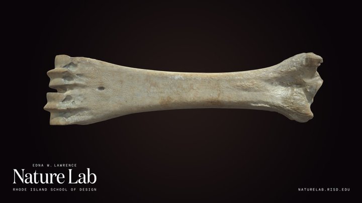 Cow Foot Bone – Kostenloses 3D-Modell STL