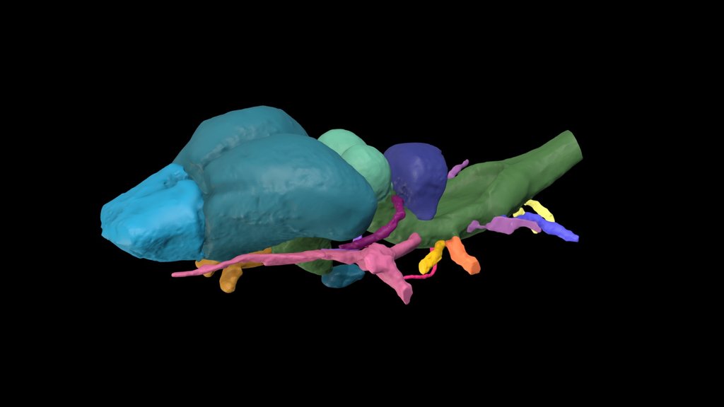 Teenage Mutant Gopher Tortoise - A 3D model collection by Blackburn Lab ...