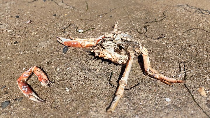 Dead spider crab – Modelo 3D gratuito STL