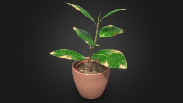 Ficus in a pot