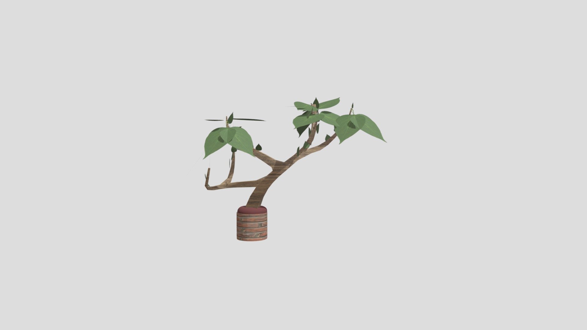 Plant