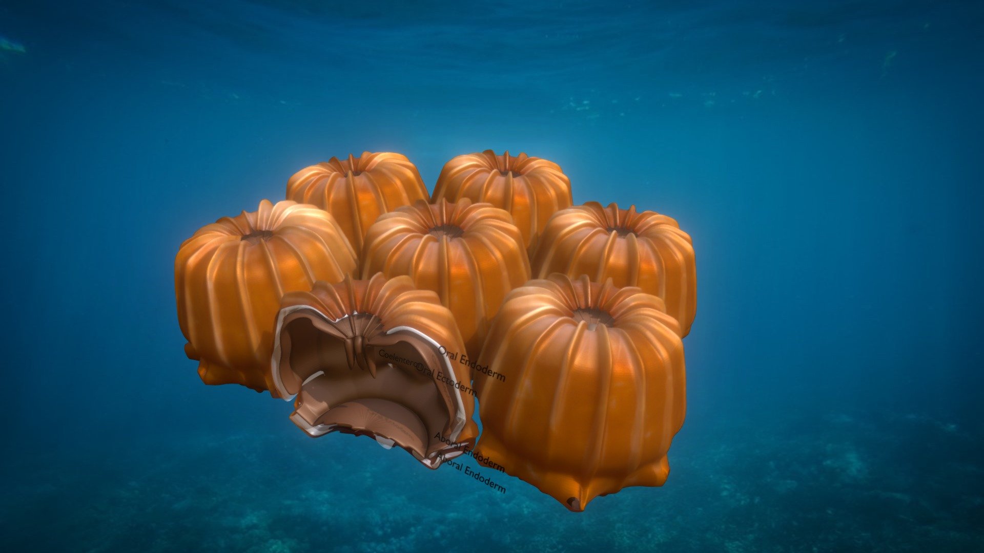 Coral Polyp Test Model
