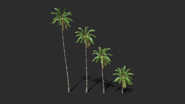 Coconut Palm Trees-01 3D Model
