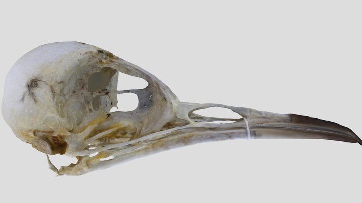 UWYMV:Bird:5960, Salpinctes obsoletus, Skull – Free 3D Model STL
