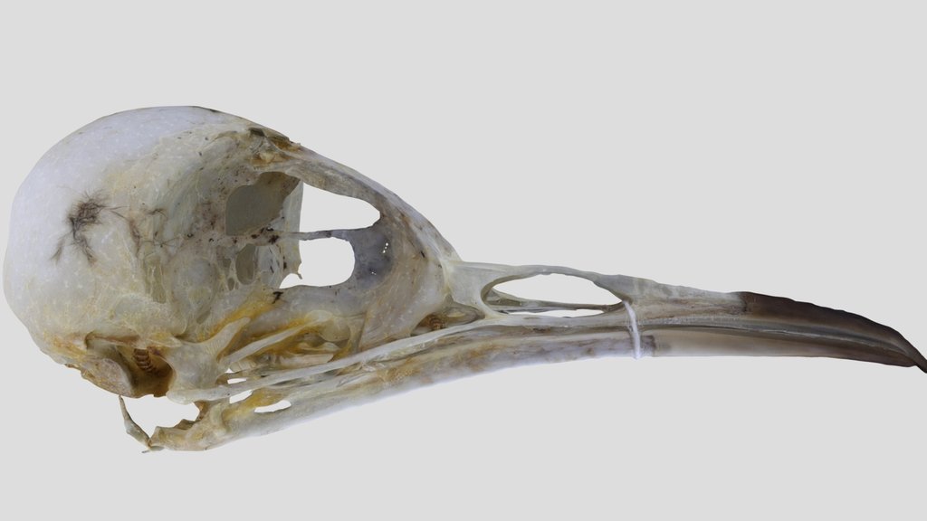 UWYMV:Bird:5960, Salpinctes obsoletus, Skull