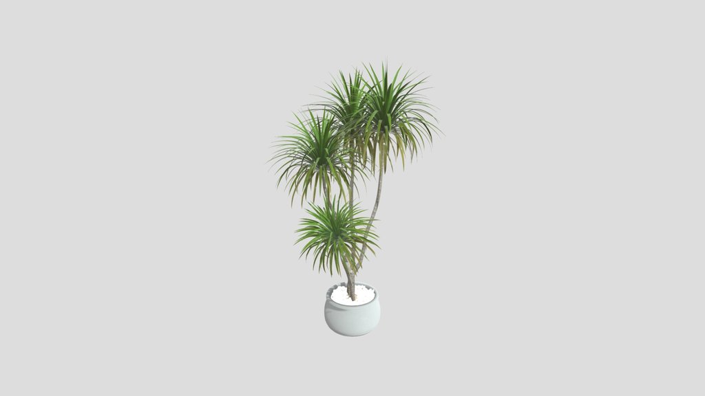 Dracaena Marginata