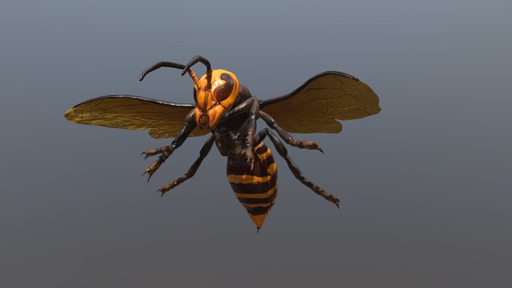 Hornet 3D Model