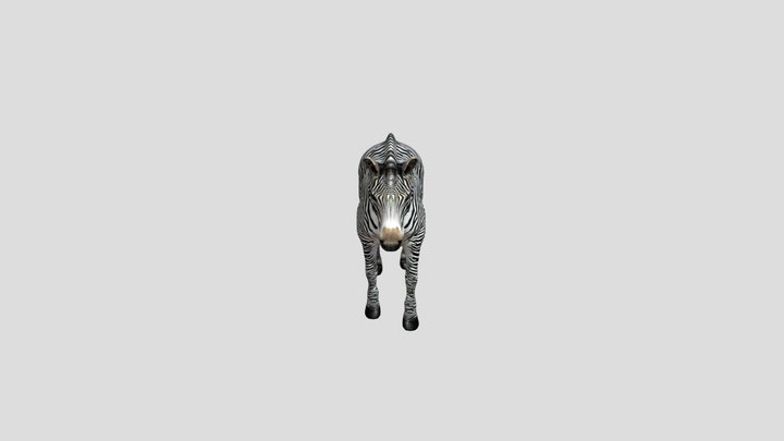 Zebra | Animation | 3D Model