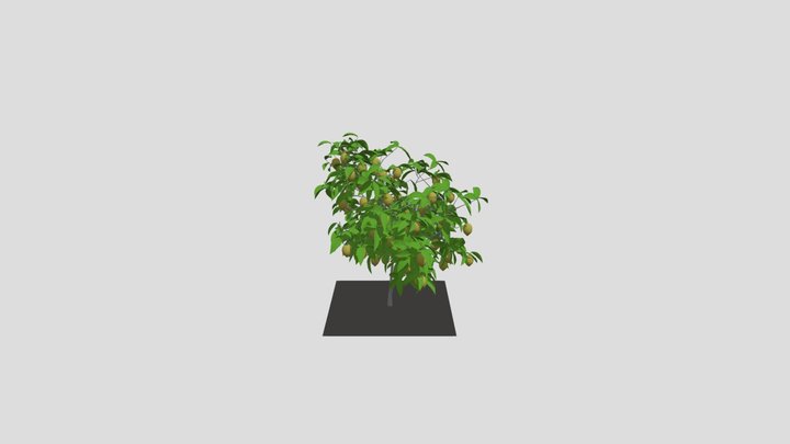 Plant Lemon 1 3D Model