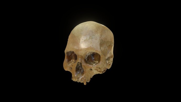 Cráneo. Punta Loreto, Individuo 1 3D Model
