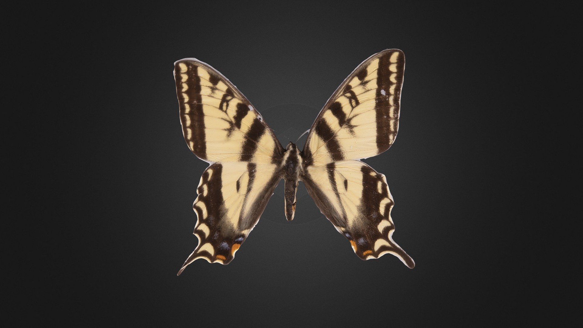 Tiger Swallowtail