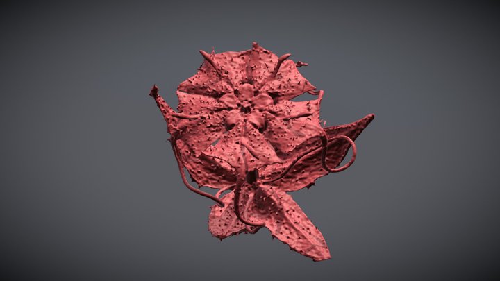 Eybright Ayenia flower - PRVL 030701 3D Model