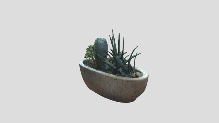 Cacti 3D models - Sketchfab