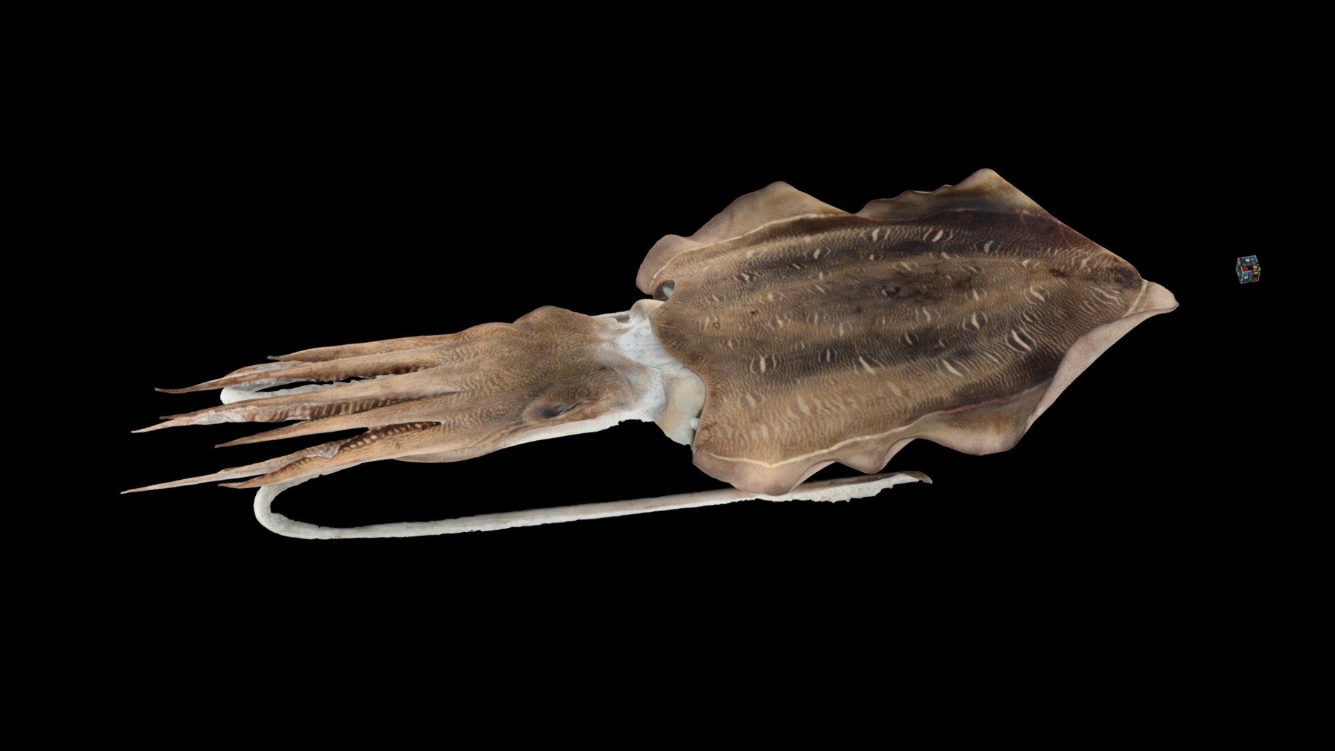 イガミ CC0 カミナリイカ Kisslip Cuttlefish, Sepia lycidas - Download Free