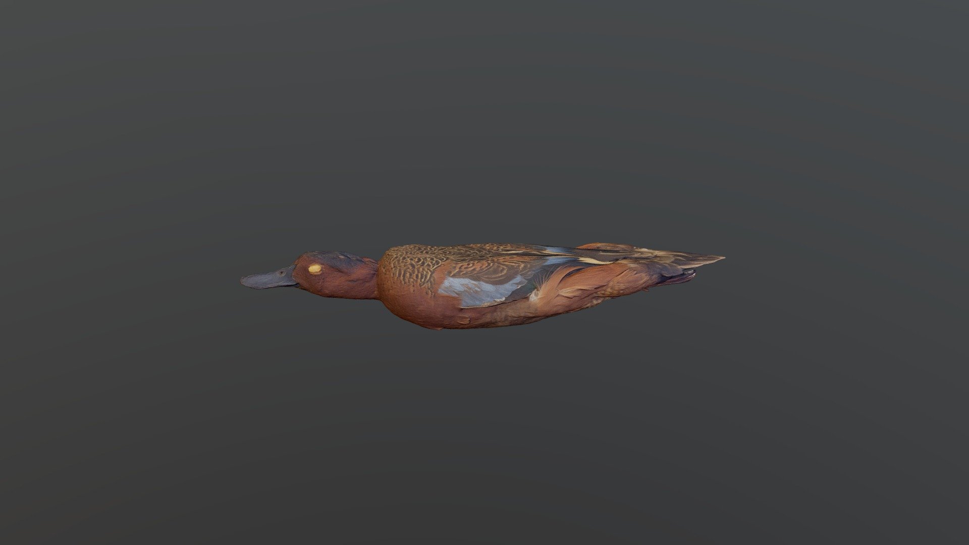 Cinnamon Teal - Spatula cyanoptera