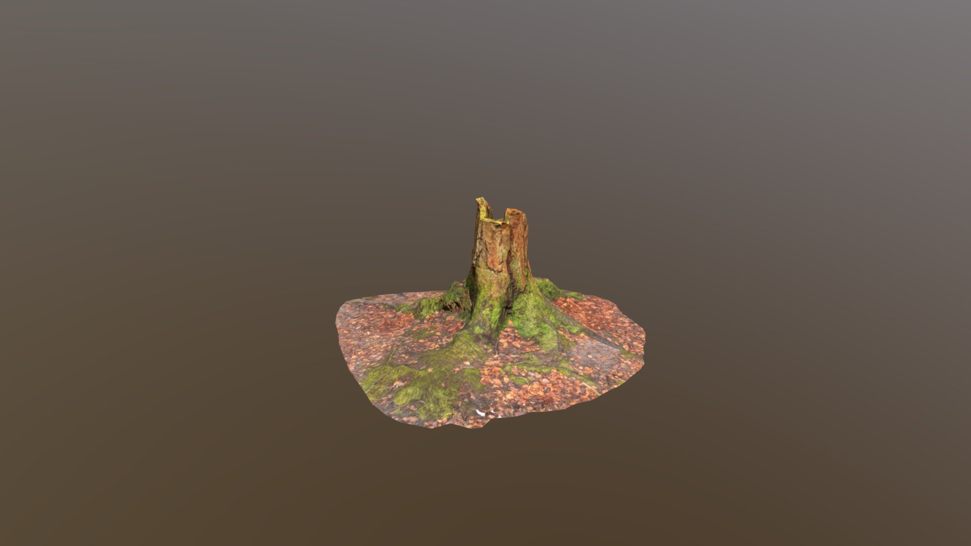 Tree Stump