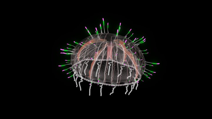 Flower Hat Jellyfish (Limnomedusae) 3D Model