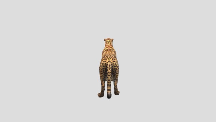 Cheetah (Credit: Bilal Creation Production) 3D Model