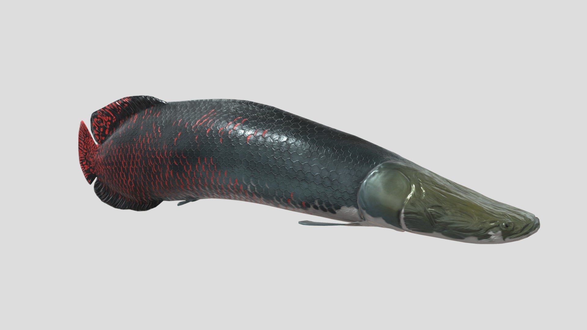 Arapaima - 3D Model By Dudziari [412d885] - Sketchfab