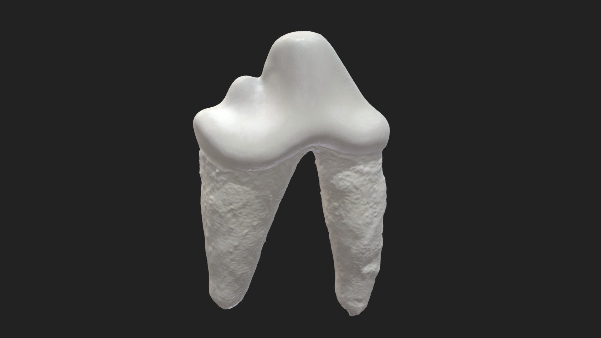 3rd cheek tooth (3rd premolar) dog (lower jaw) - Download Free 3D model ...