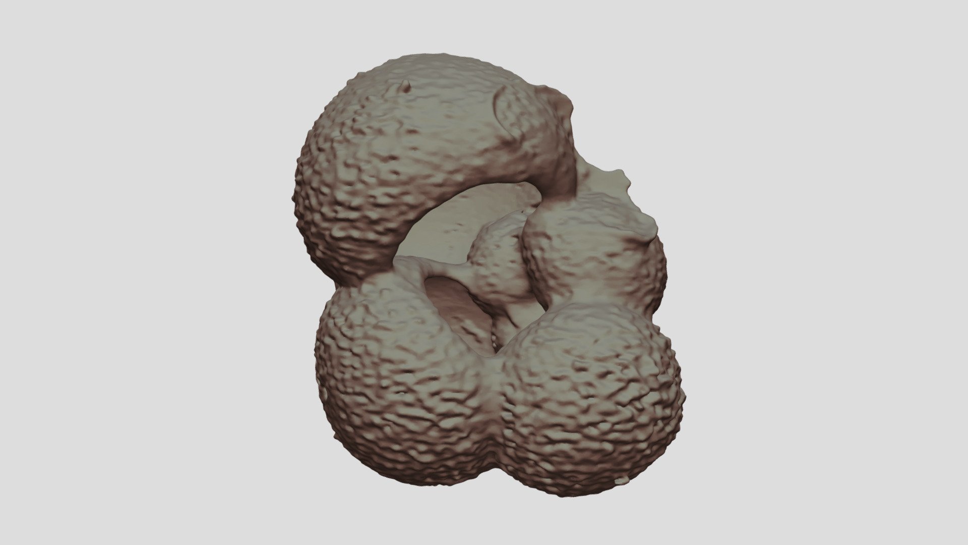 Globigerina bulloides [Geo B8502 825cm Shell-2]