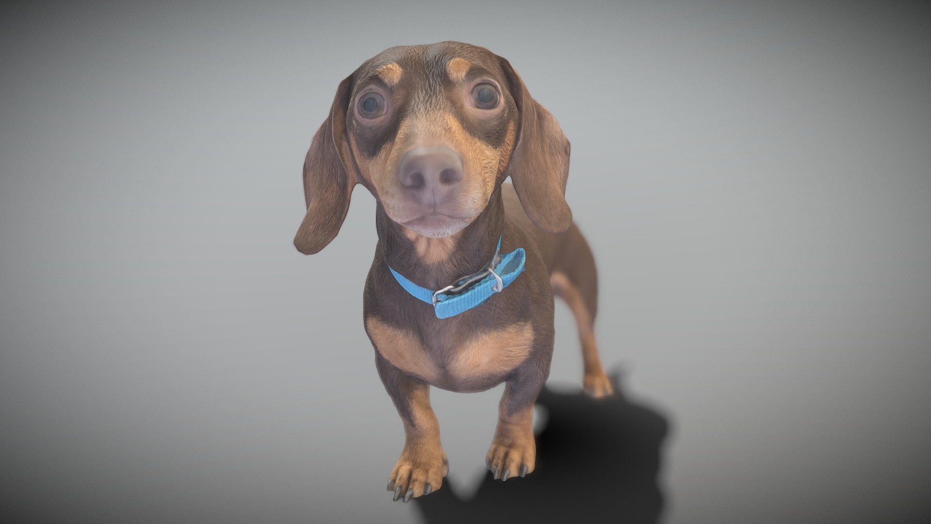 Balody 18244 Animal World Dachshund Dog Puppy Pet Doll 3D Model