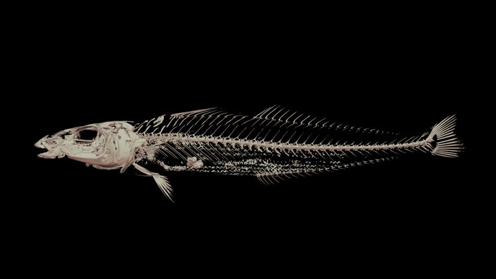 Whiting 3D models - Sketchfab