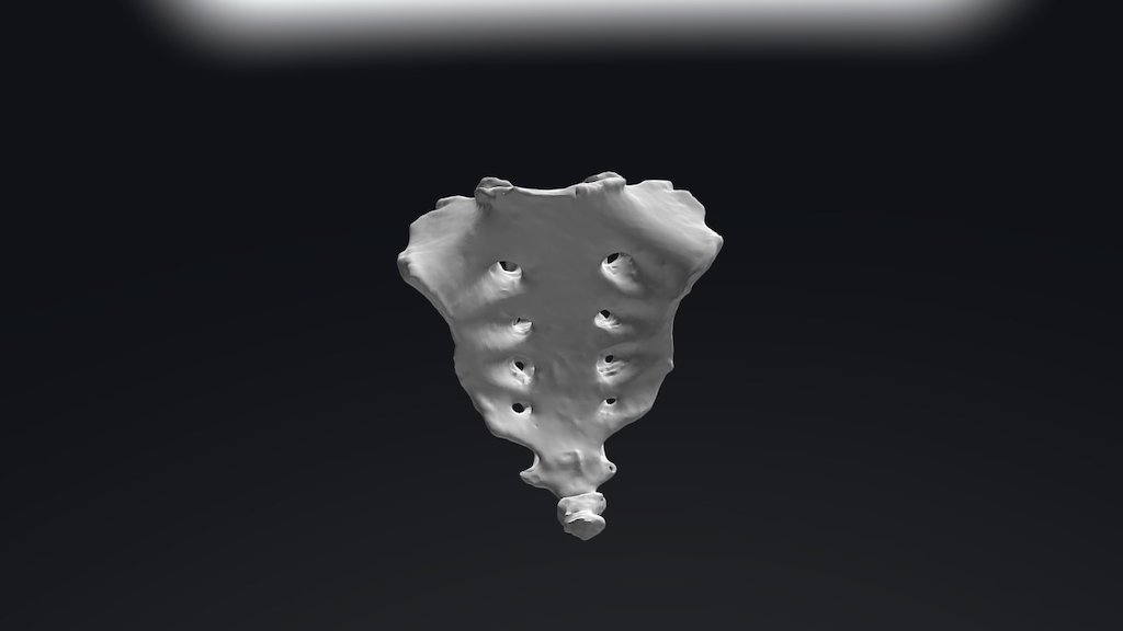 Sacro - 3D model by Clínica 3D (@clinica3d) [41329b7] - Sketchfab