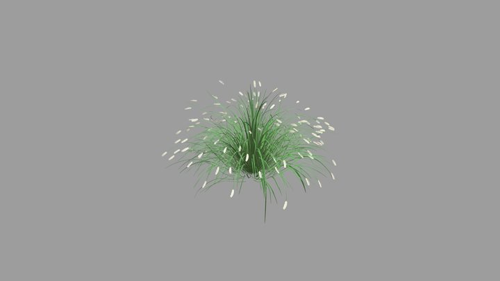 Summer Fountain Grass 3D Model