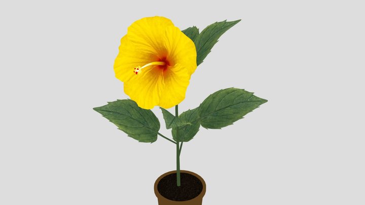 Blooming_hibiscus_time-lapse_animation (1) 3D Model