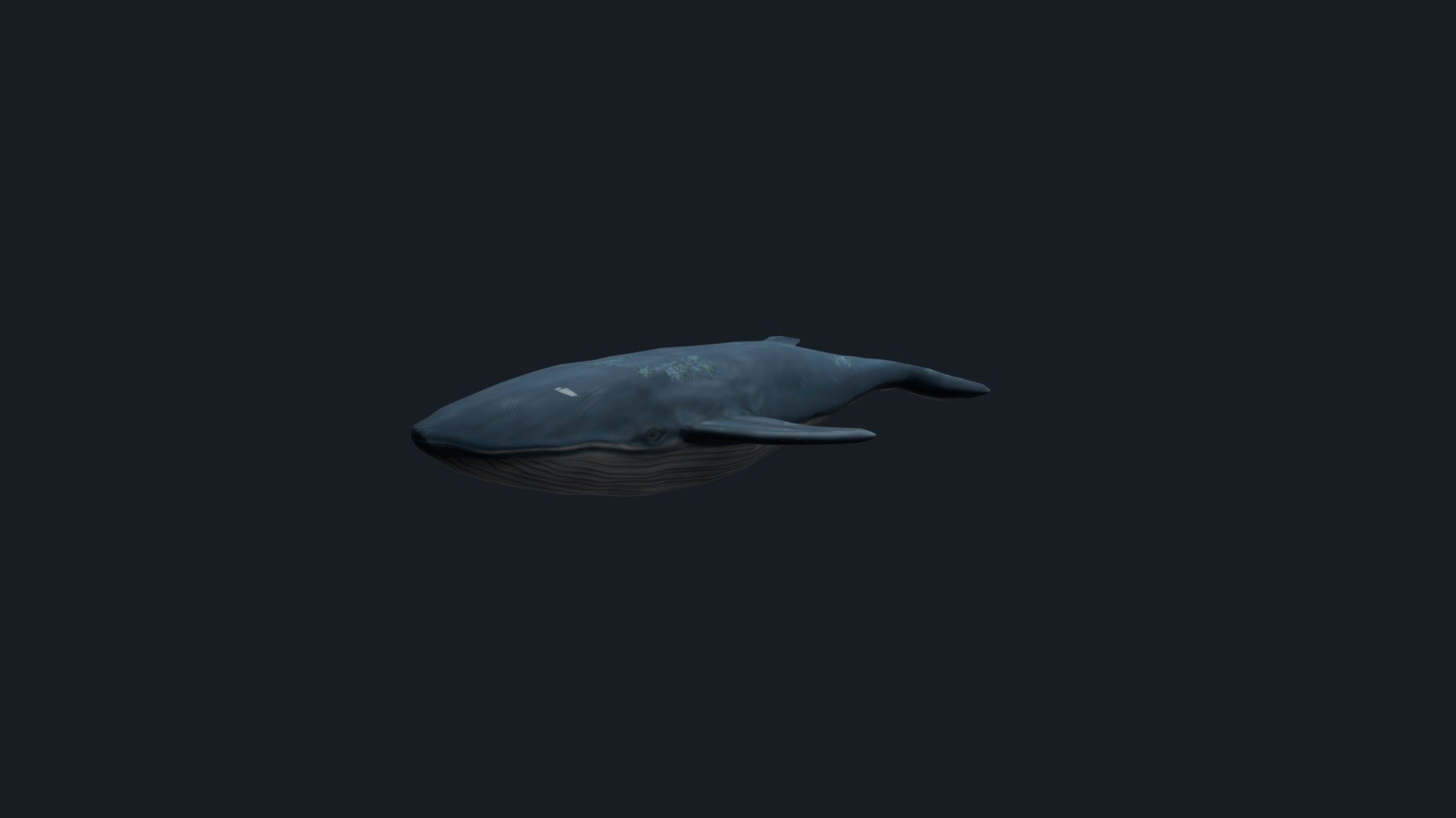 Whale