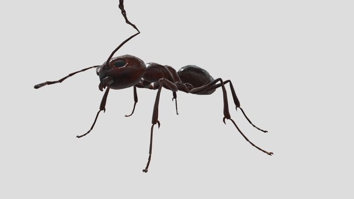 Ant Worker 3D Model